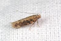 Scrobipalpa ocellatella