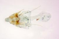 Scrobipalpa ocellatella