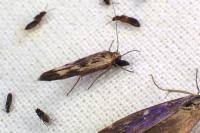 Scythris limbella