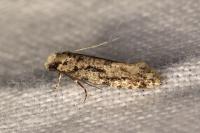Nemapogon agenjoi