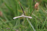 Emmelina monodactyla