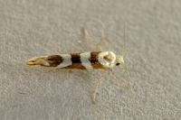 Argyresthia goedartella