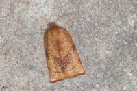 Cacoecimorpha pronubana