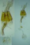Coleophora nubivagella