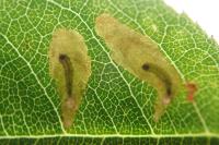 Coptotriche angusticollella