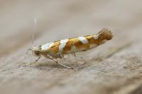 Argyresthia goedartella