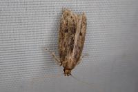 Hofmannophila pseudospretella