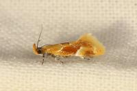 Epicallima formosella