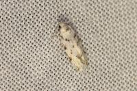 Parastenolechia nigrinotella