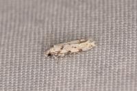 Parastenolechia nigrinotella