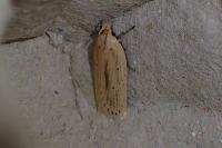Agonopterix pallorella