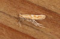 Phyllonorycter triflorella