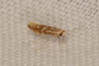Phyllonorycter triflorella