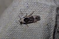 Carpatolechia decorella