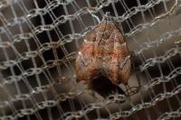 Choreutis nemorana