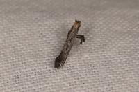 Parornix torquillella