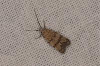 Symmoca orphnella