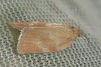 Cacoecimorpha pronubana