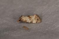 Neocochylis molliculana