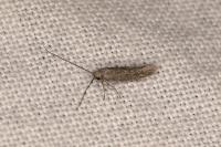 Urodeta hibernella