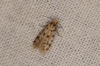Eumasia parietariella