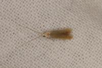 Coleophora badiipennella