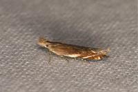 Sophronia sicariellus