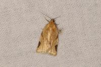 Paramesia gnomana