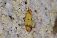 Agapeta zoegana