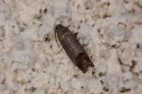 Cydia pomonella