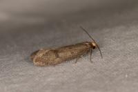Agnoea langohri