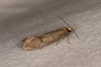 Agnoea langohri