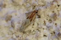 Eucosma