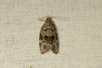 Dichelia histrionana
