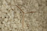 Emmelina monodactyla