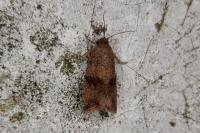 Celypha striana
