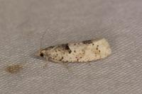 Epinotia bilunana