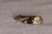 Apotomis turbidana