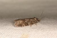Cnephasia asseclana