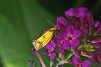 Agapeta zoegana