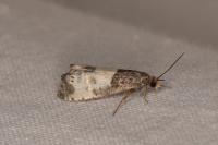 Notocelia cynosbatella