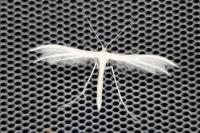 Pterophorus pentadactylus