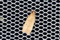 Helcystogramma lutatella
