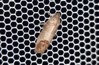 Cydia pomonella