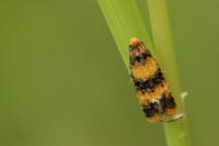 Commophila aeneana