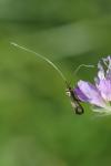 Nemophora metallica