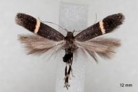 Aproaerema suecicella