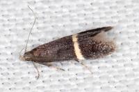 Aproaerema suecicella