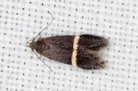 Aproaerema suecicella