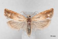 Eucosma conterminana